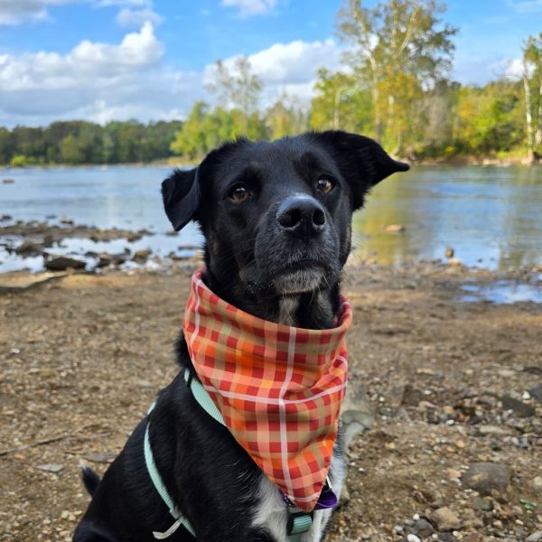 Pupperino Fka Lazy River photo 1