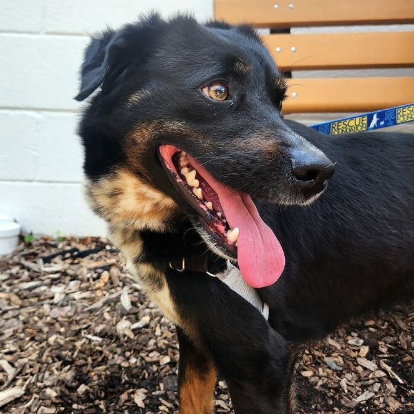 Pupperino Fka Lazy River thumbnail 3