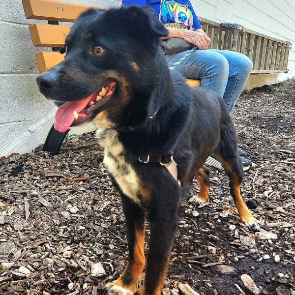 Pupperino Fka Lazy River thumbnail 4