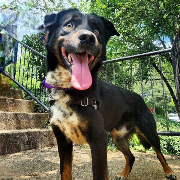 Pupperino Fka Lazy River thumbnail 5