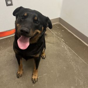 Koa