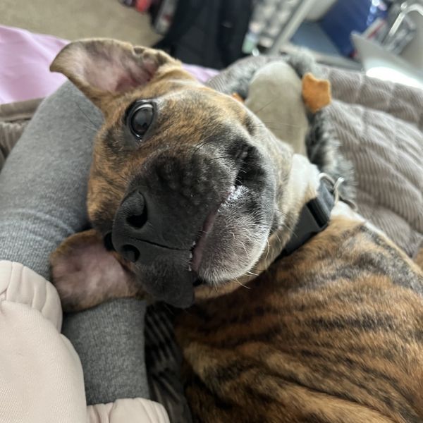 Rocky Balboa thumbnail 3