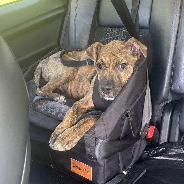 Rocky Balboa thumbnail 4