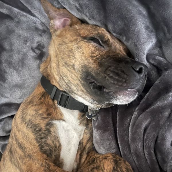 Rocky Balboa thumbnail 6