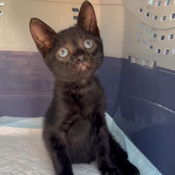 Benjamin thumbnail 2