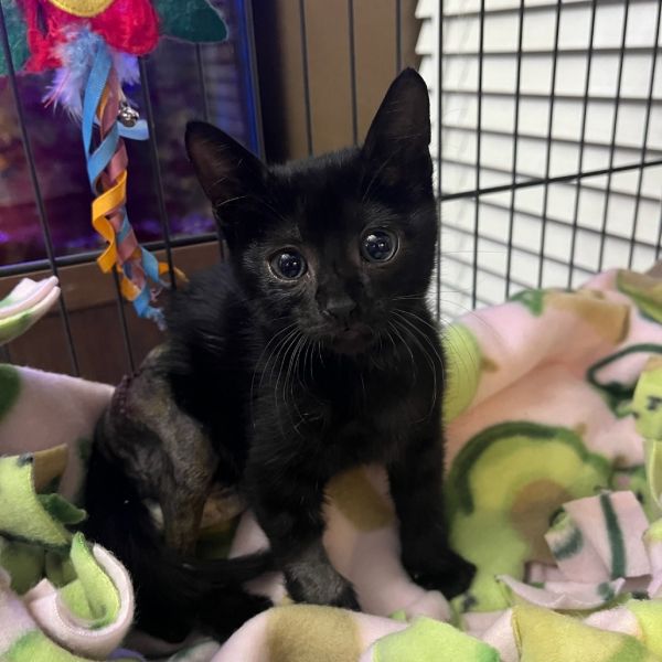 Benjamin thumbnail 3