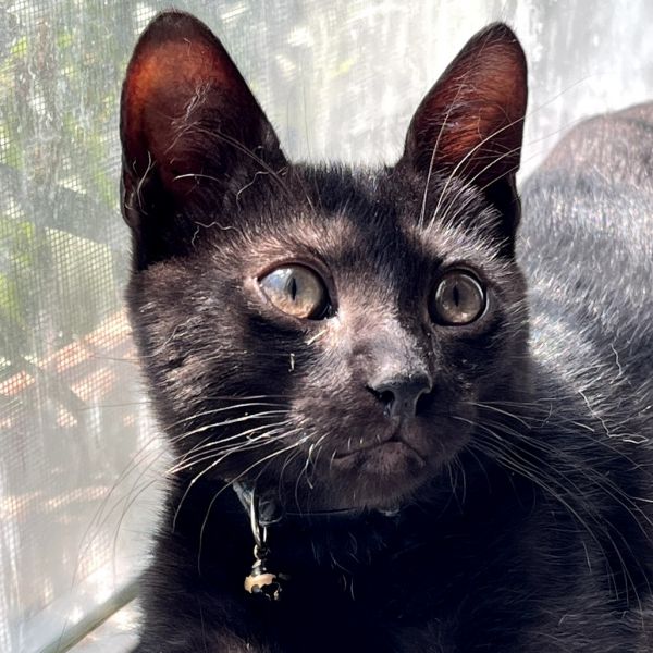 Benjamin thumbnail 4