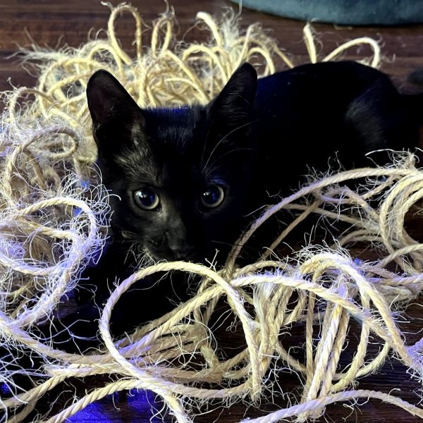 Benjamin thumbnail 5