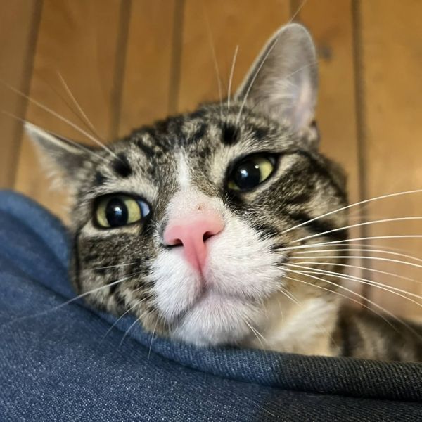 Ferris Bueller thumbnail 4