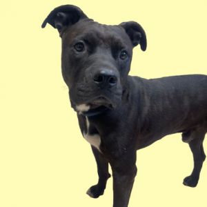 TUSC-Stray-82301