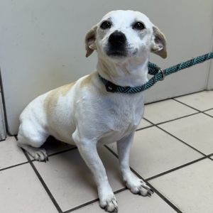 TUSC-Stray-82290