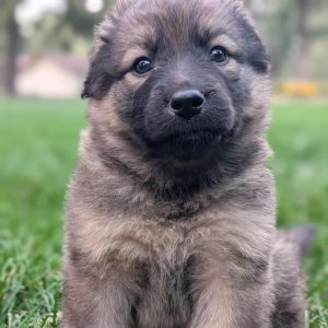 Apache