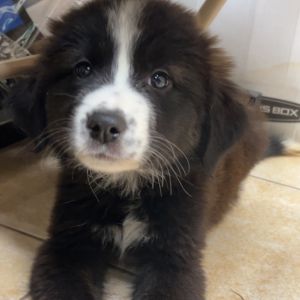 Marley