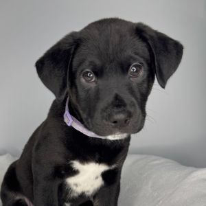 Lyla