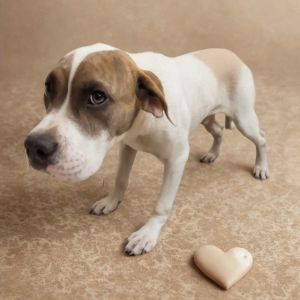 SCFL-Stray-64990