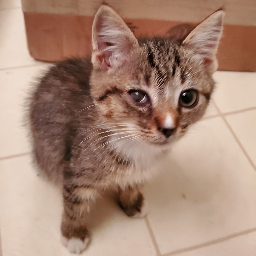 Nala