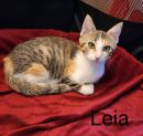 Leia's profile on Petfinder.com