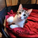 Stella's profile on Petfinder.com