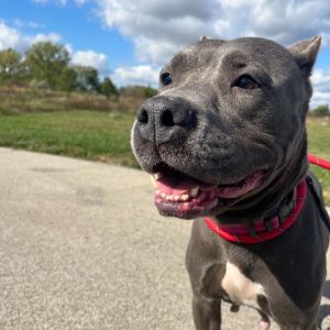 Frankie