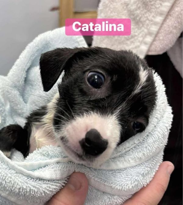 Catalina thumbnail 2