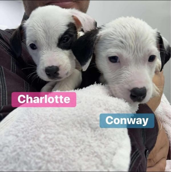 Charlotte thumbnail 2