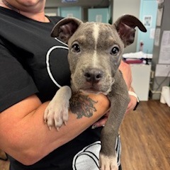 Blue Gucee