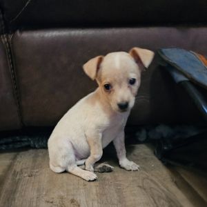 Pippy