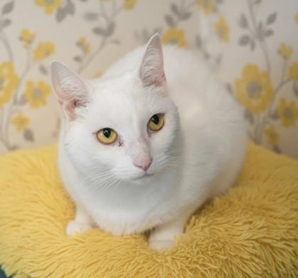 Piper DEAF (Bonded w/ Bobo)