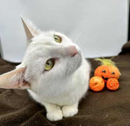 Piper DEAF (Bonded w/ Bobo)