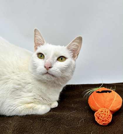 Piper DEAF (Bonded w/ Bobo)