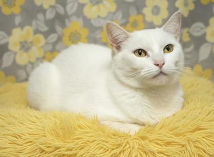 Bobo (Bonded w/ Piper)