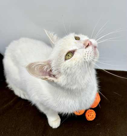 Bobo (Bonded w/ Piper)