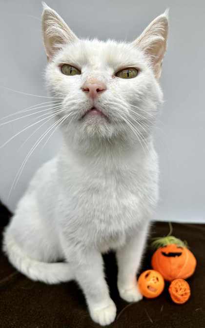 Bobo (Bonded w/ Piper)