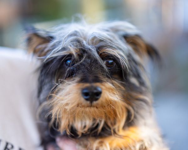 Kerfuffle thumbnail 2