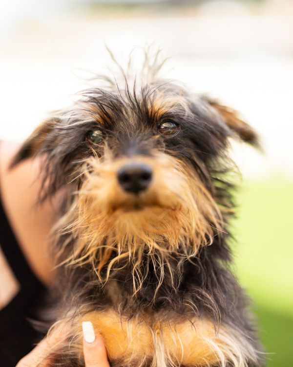 Kerfuffle thumbnail 4