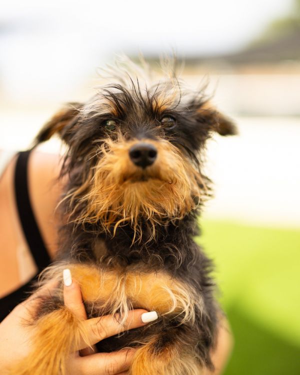 Kerfuffle thumbnail 5