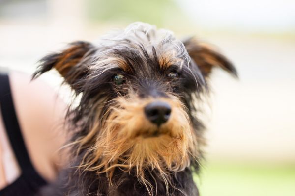 Kerfuffle thumbnail 6