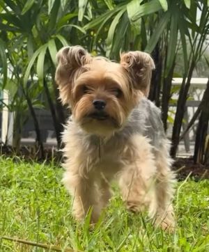 MILTIE