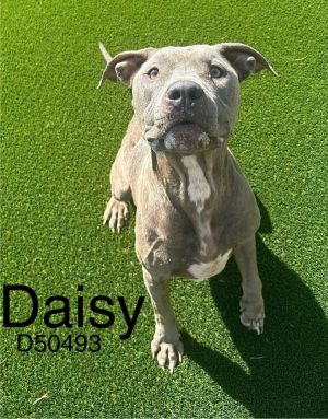 Daisy