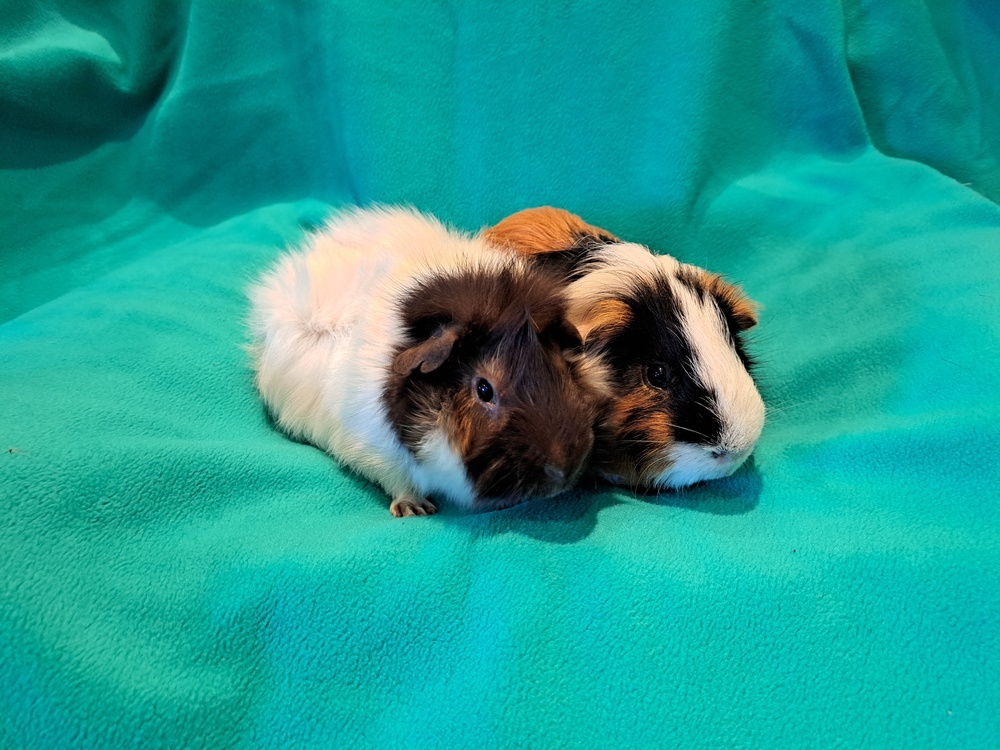 Frank and Beans