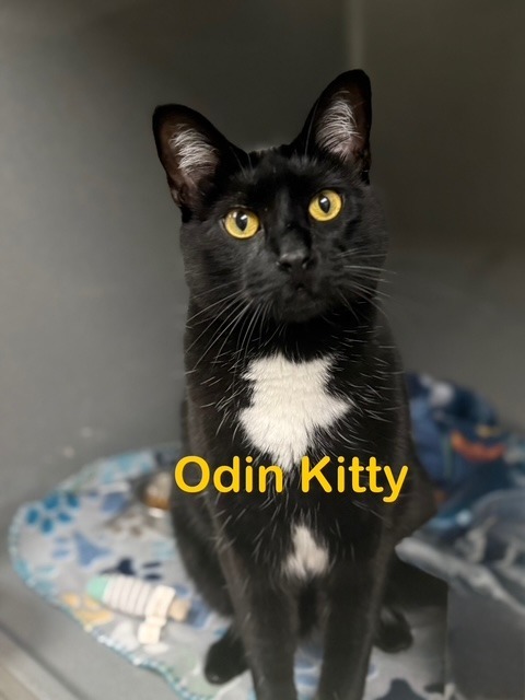 Odin Kitty 1