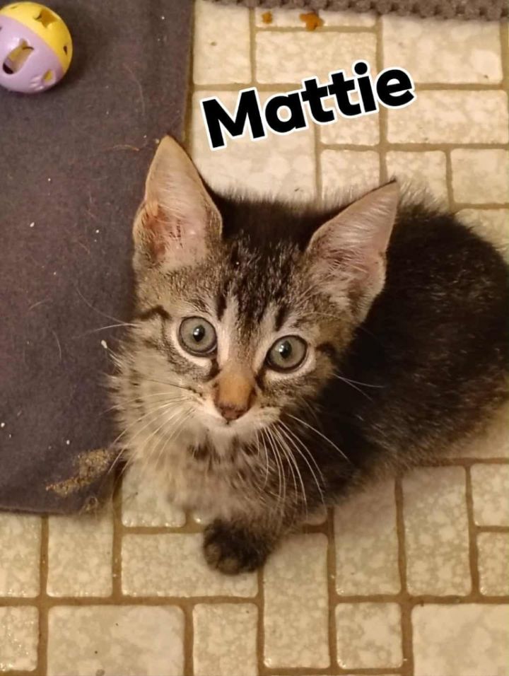 Mattie 1