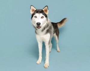 Maia