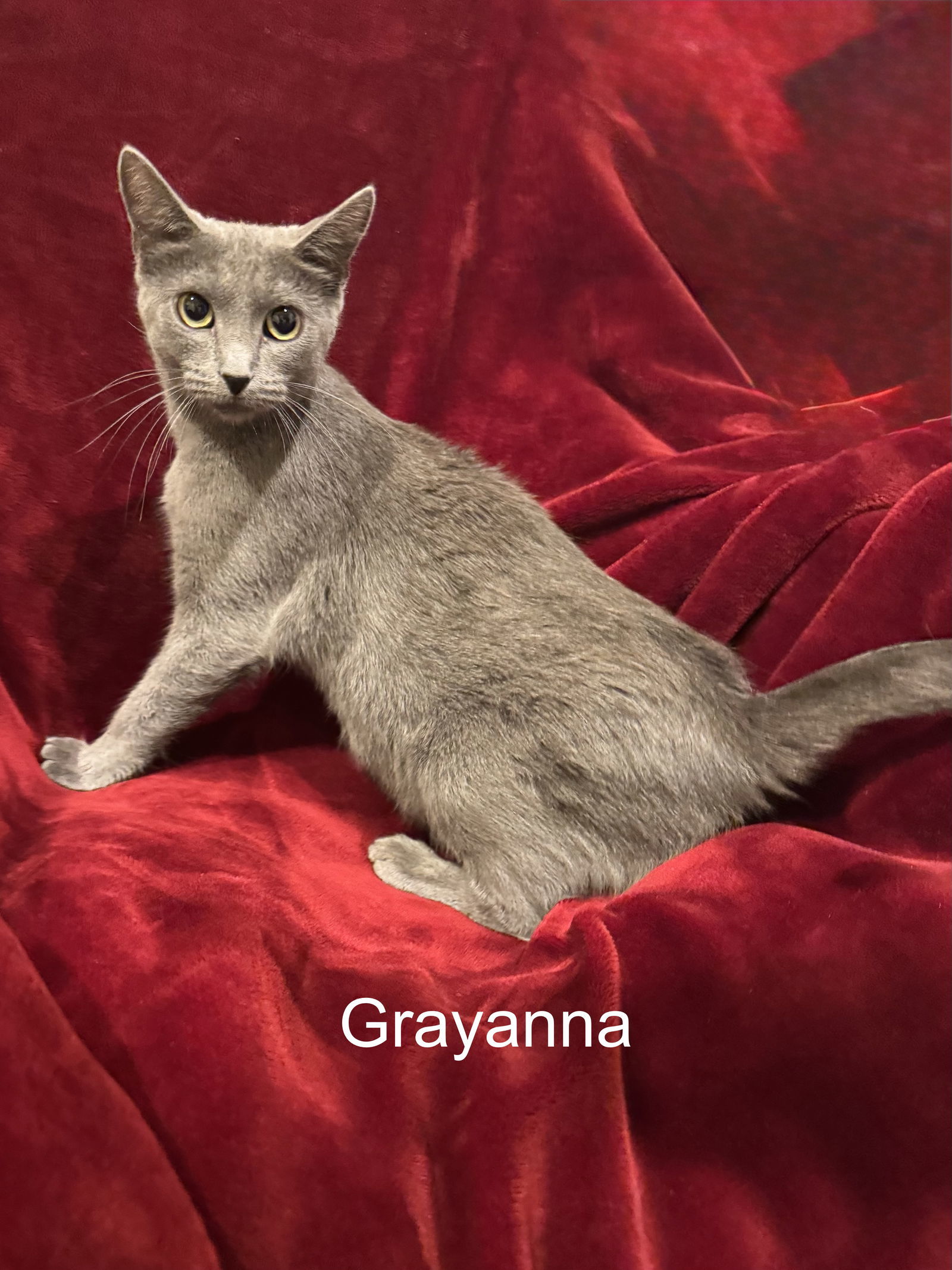 Grayanna