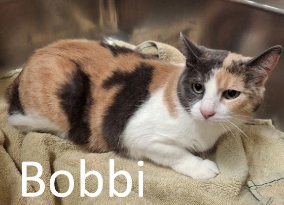 Bobbi
