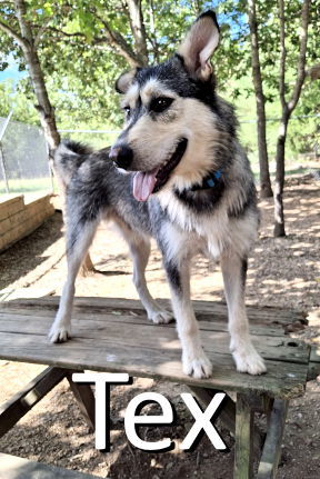 Tex