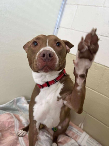 Woody, an adoptable Pit Bull Terrier, Mixed Breed in Scottsbluff, NE, 69361 | Photo Image 1