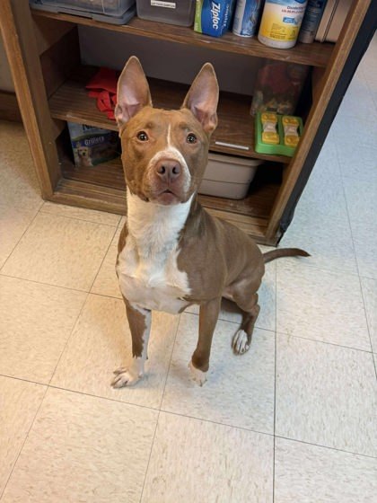 Woody, an adoptable Pit Bull Terrier, Mixed Breed in Scottsbluff, NE, 69361 | Photo Image 2