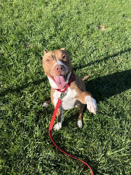 Woody, an adoptable Pit Bull Terrier, Mixed Breed in Scottsbluff, NE, 69361 | Photo Image 3