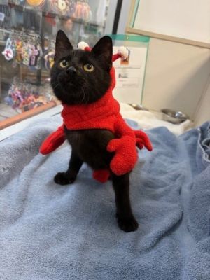 Constantine *Special Needs*